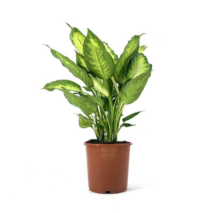 Difenbahya (Dieffenbachia Camilla) 30-40 CM Üretim Saksılı