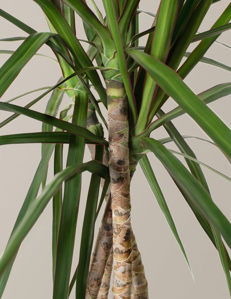 Dracaena Marginata - 2 Gövdeli 90-110 cm Üretim Saksılı