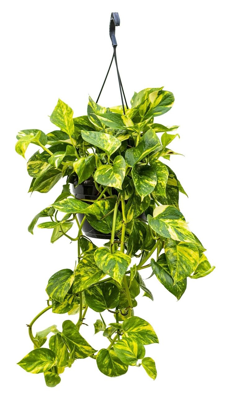 Patos Salon Sarmaşığı (Epipremnum Aureum) Askılı Saksılı