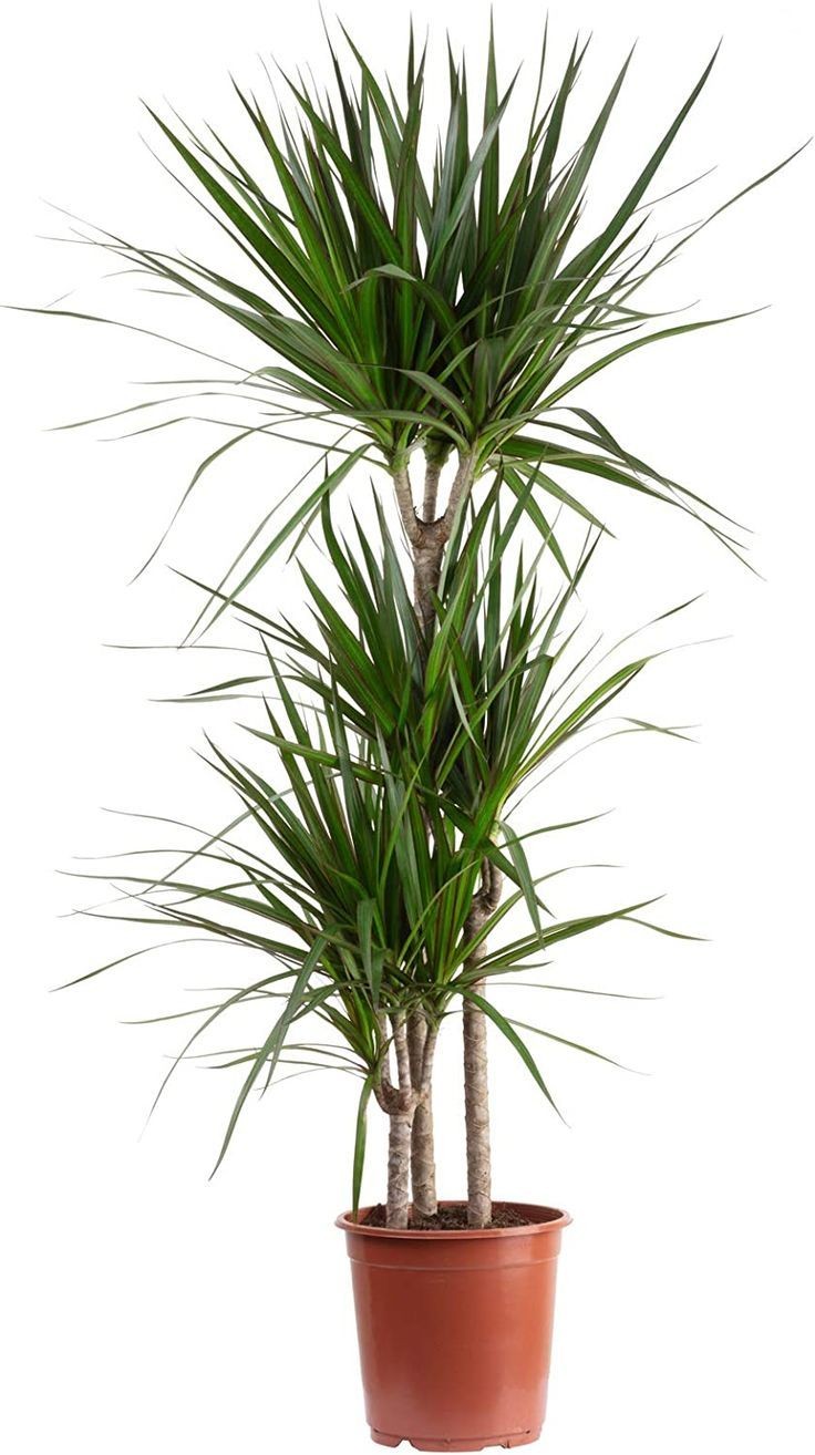 Dracaena Marginata - 3 Gövdeli 90-110 cm Üretim Saksılı