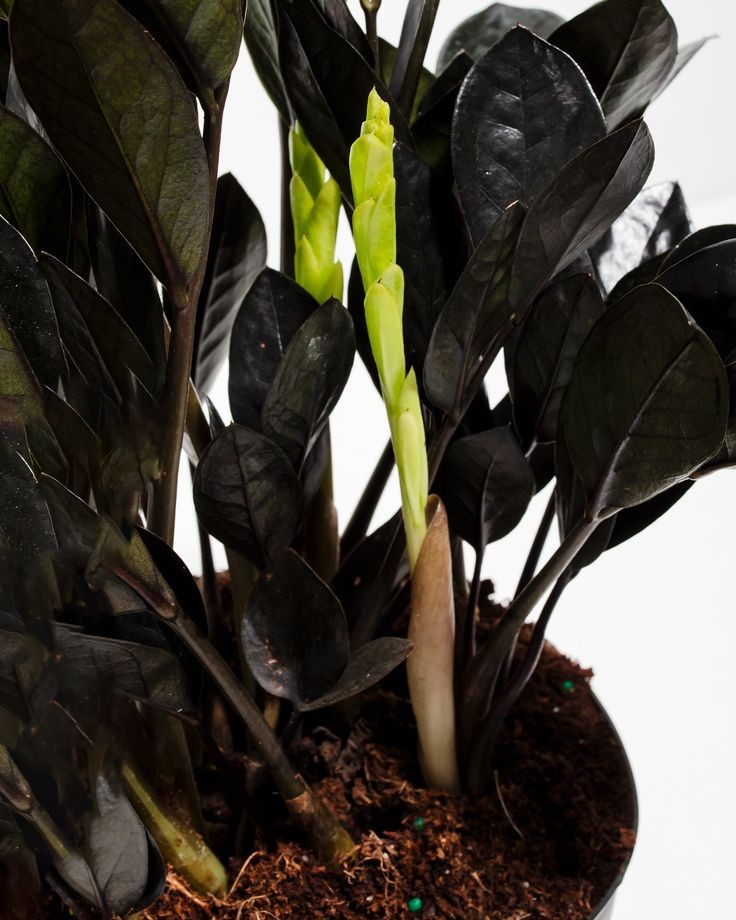 Siyah Zamia Large (Zamioculcas Zamiifolia) 80-110 cm Üretim Saksılı