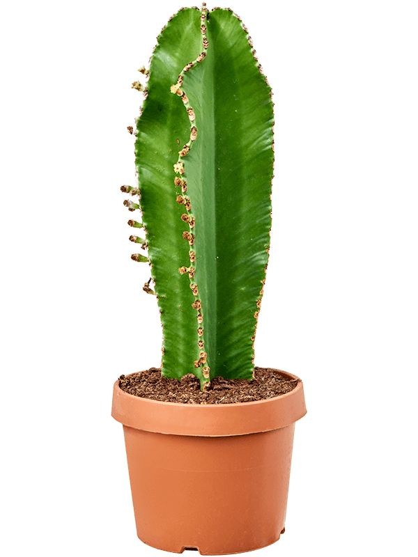 Kovboy Kaktüs-Dikensiz (Süt Ağacı - Euphorbia Ingens) 50-70 cm Üretim Saksılı