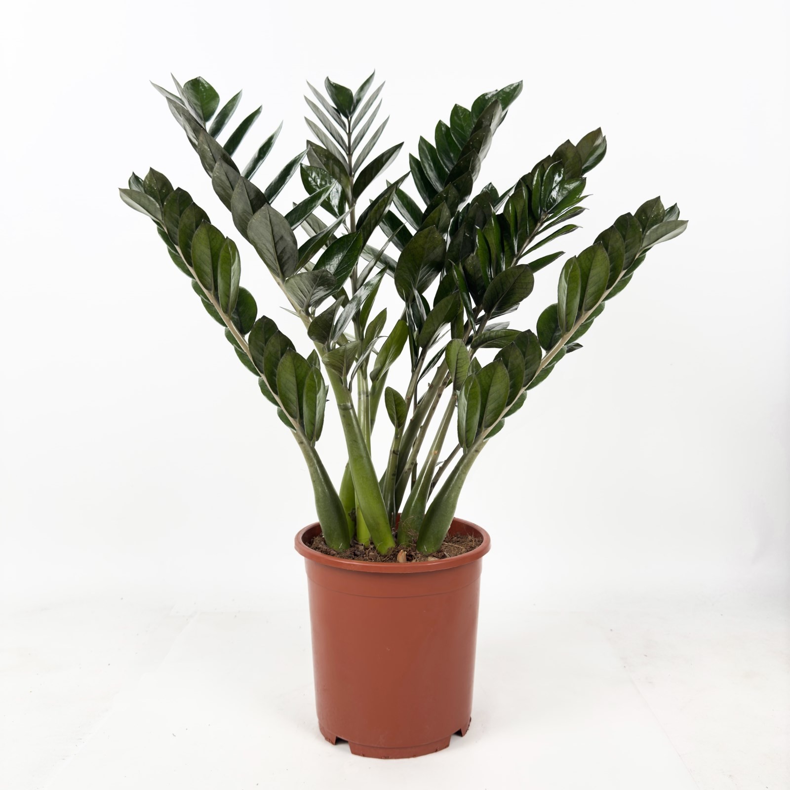 Siyah Zamia Large (Zamioculcas Zamiifolia) 80-110 cm Üretim Saksılı