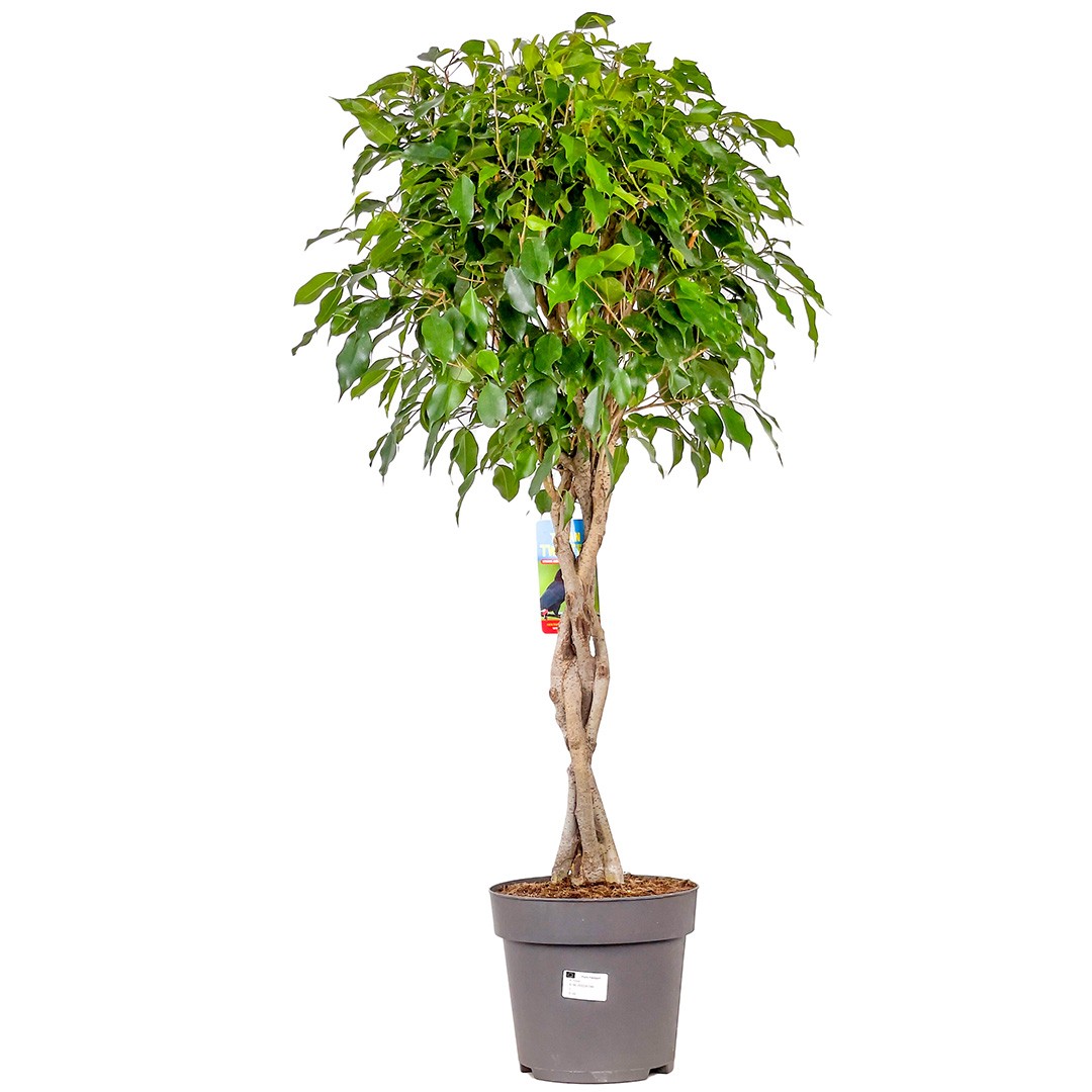 Örgülü Benjamin (Ficus Benjamina) 100-120 cm Üretim Saksılı