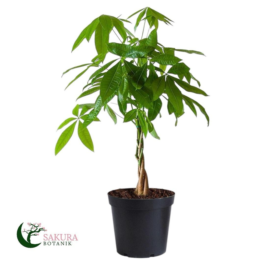 Örgülü Para Ağacı (Pachira Aquatica) 40-70 cm