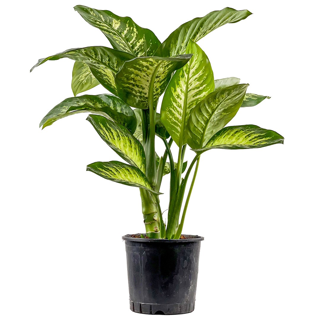 Difenbahya (Dieffenbachia Tropic Snow) 80- 100 cm Üretim Saksılı