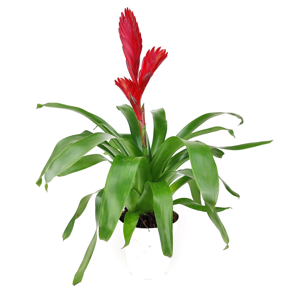 Kırmızı Alev Kılıcı Çiçeği (Viresia-Vriesea Carinata) 40-60 cm Üretim Saksılı