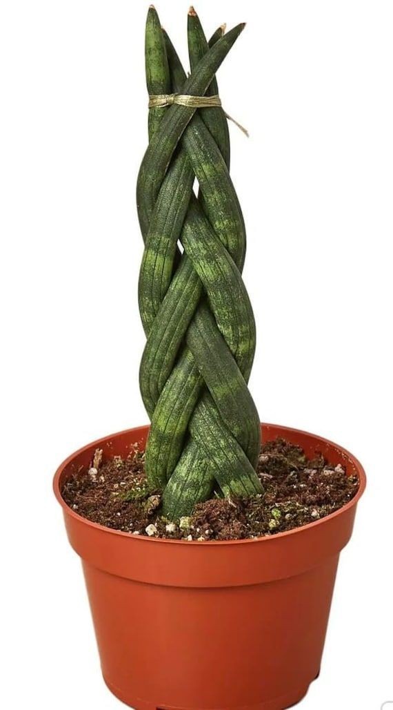 Örgülü Paşa Kılıcı 30-40 cm Üretim Saksılı