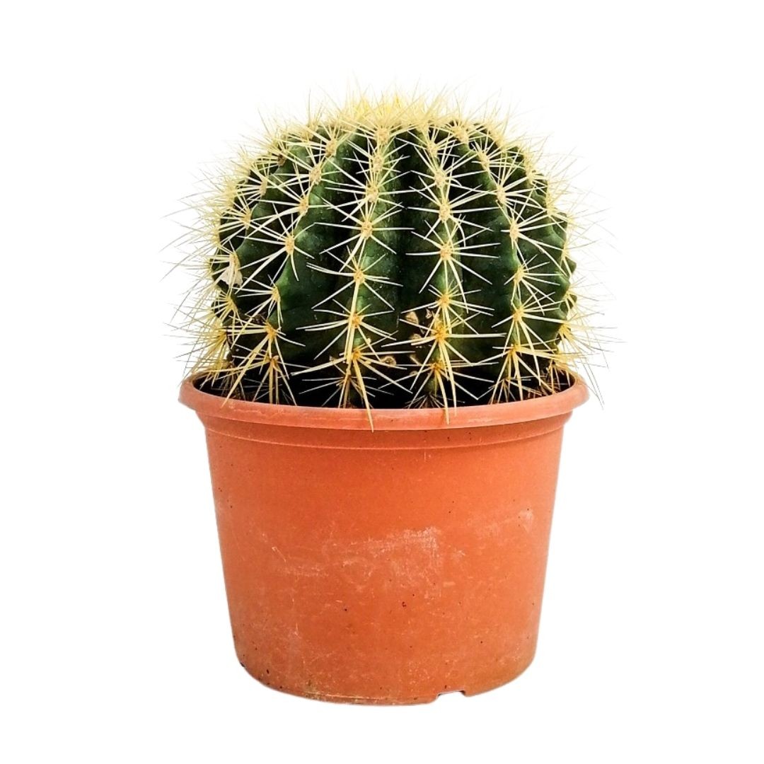 Ekinoks Kaktüs (Echinocactus Grusonii) Küçük