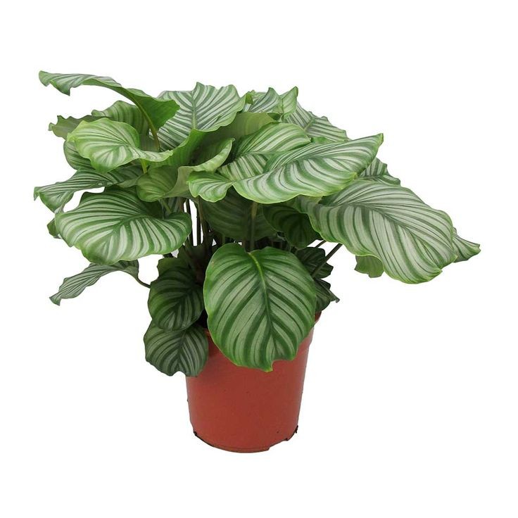 Kalatya (Calathea Orbifolia) 40-60 cm Üretim Saksılı