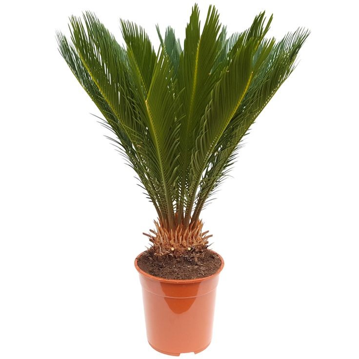 Sikas Bitkisi (Japon Sago Palmiyesi - Cycas Revoluta) 80-90 cm Üretim Saksılı