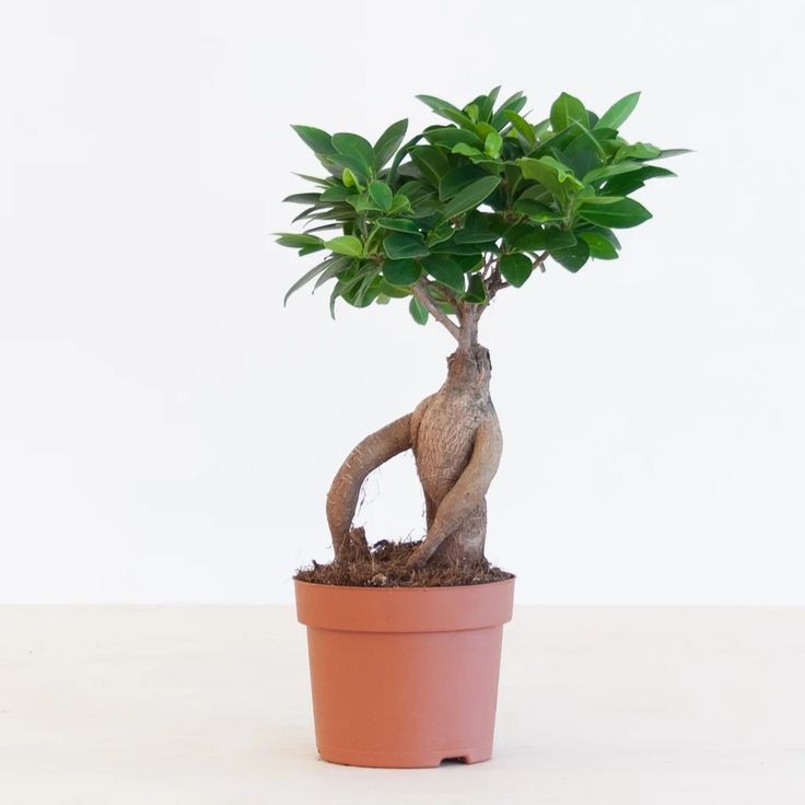 Bonsai Küçük (Ficus Ginseng) 10-20 cm