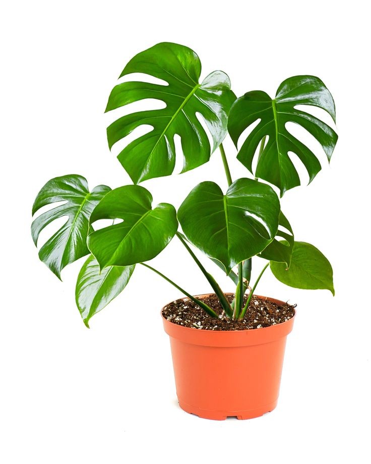 Deve Tabanı Bitkisi- Monstera Deliciosa