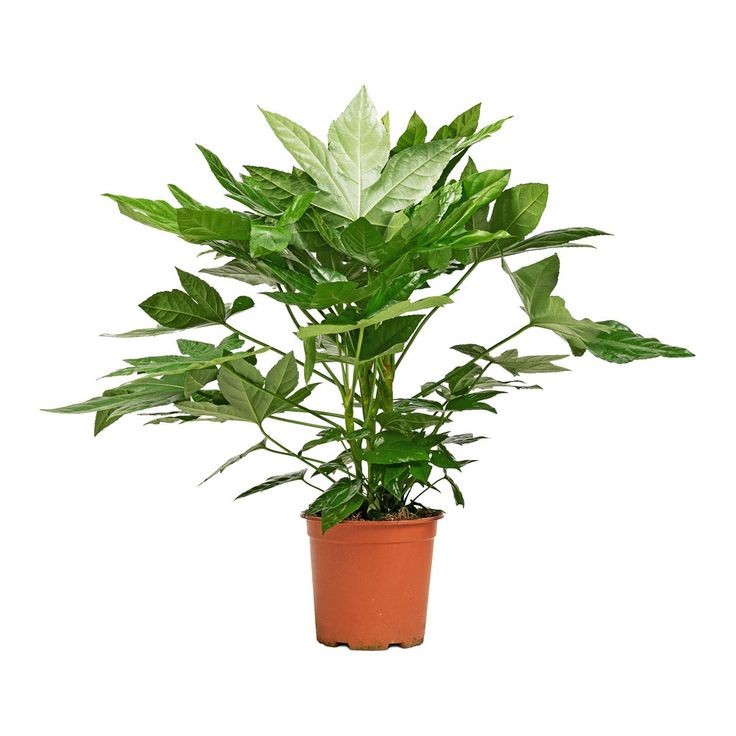 Japon Çınarı Aralya (Aralia Japonica Fatsia) 60-90 cm Üretim Saksılı