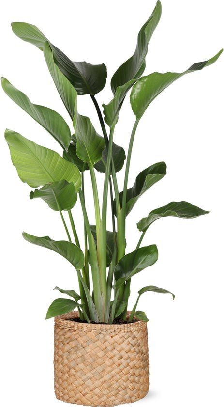 Starliçe (Strelitzia Nicolai) 3 Gövdeli 90- 110 cm Üretim Saksılı