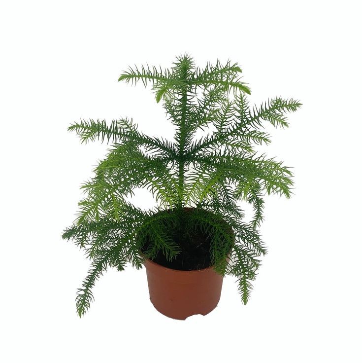 Salon Çamı (Araucaria Heterophylla) 40-60 cm Üretim Saksılı