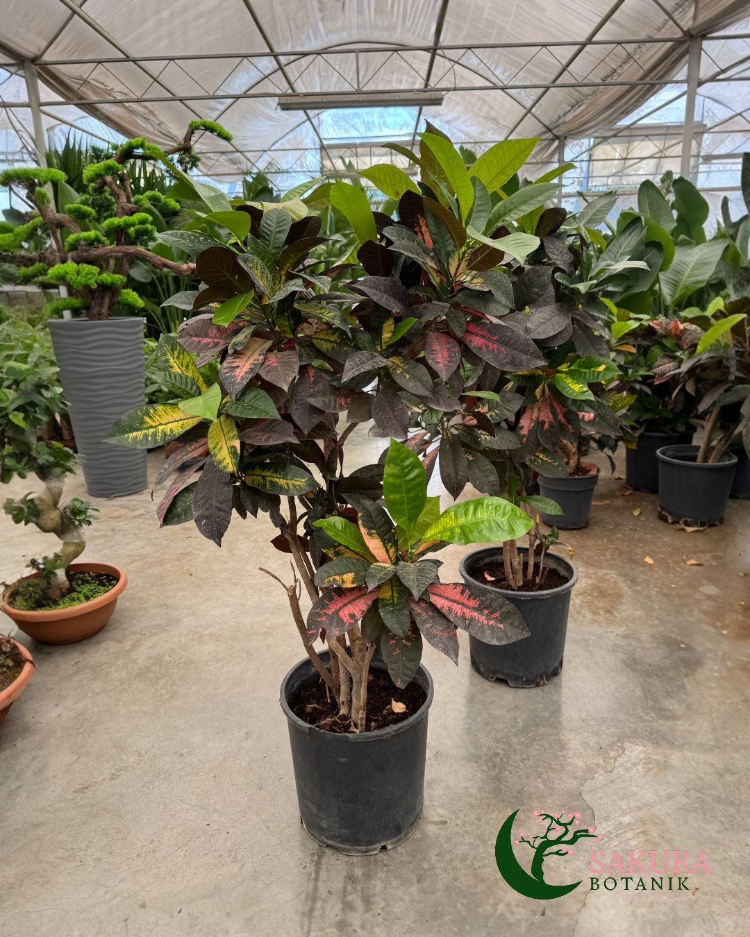 Kraton İceton XL( Croton iceton) Üretim Saksılı