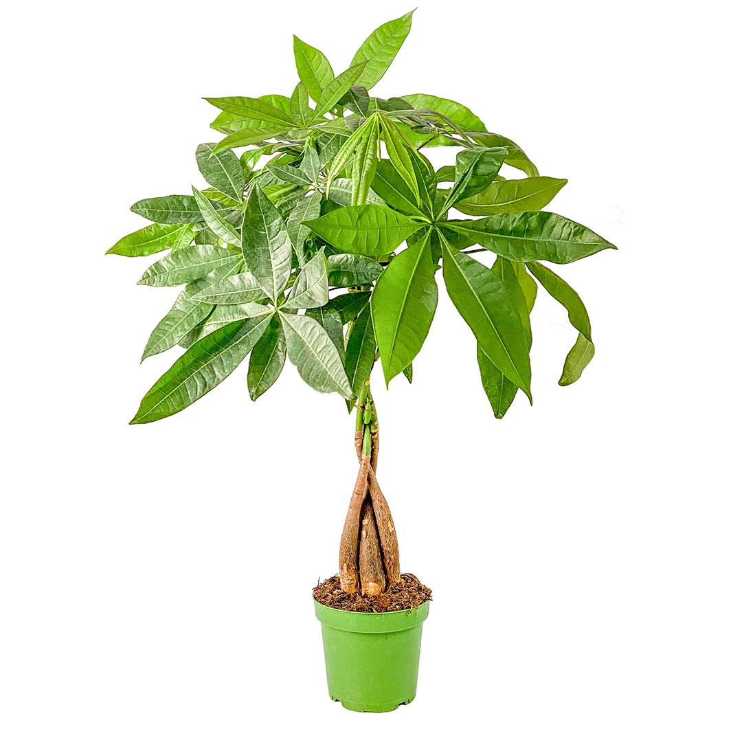 Örgülü Para Ağacı (Pachira Aquatica) 40-70 cm