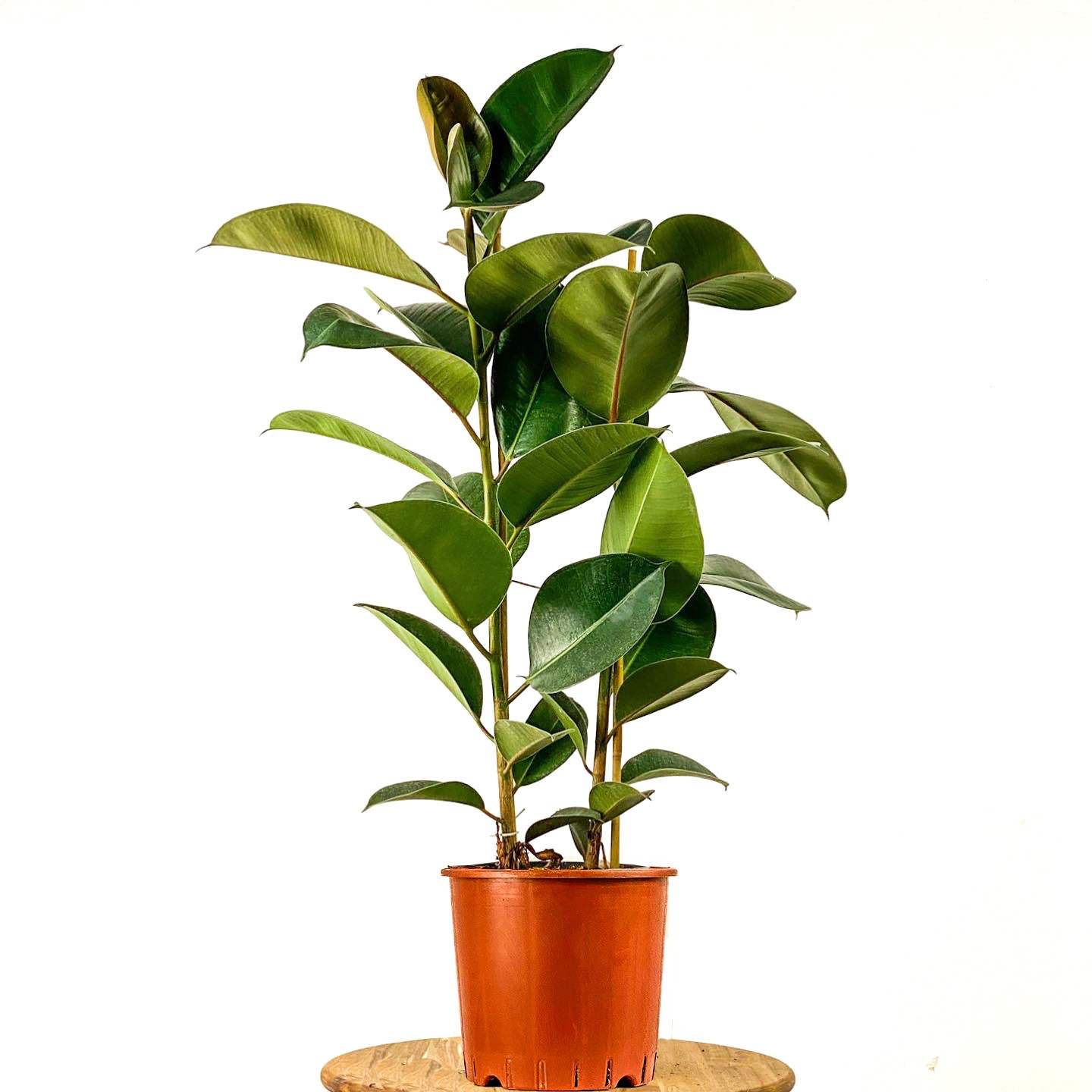 Kauçuk - 2 Gövdeli (Ficus Elastica) 80-100 cm Üretim Saksılı