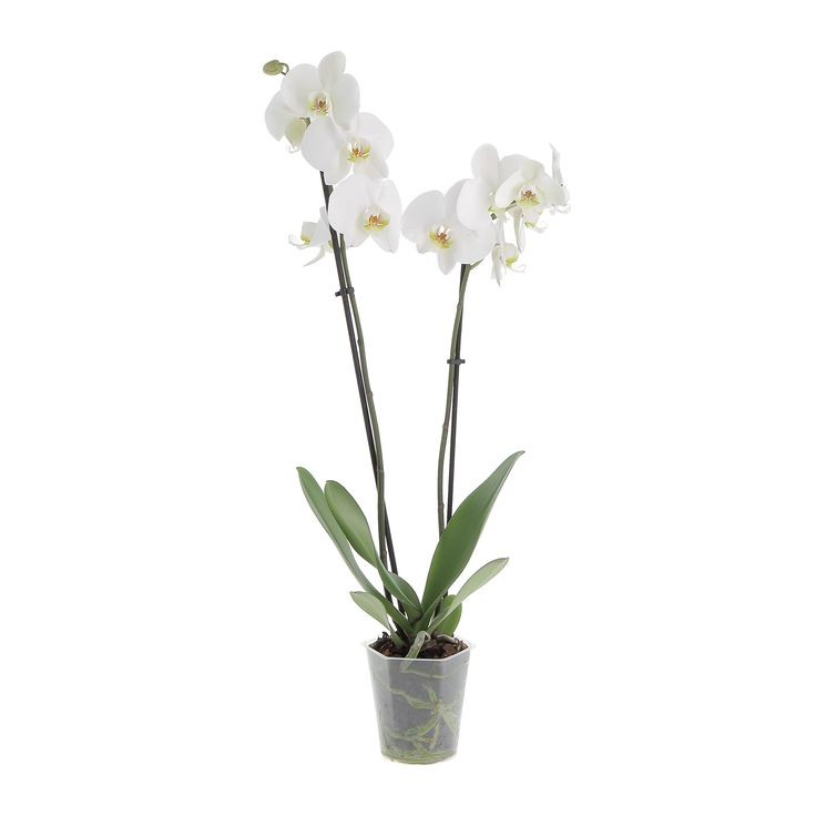 Beyaz Orkide (Phalaonepsis) Çift Dallı İthal Üretim