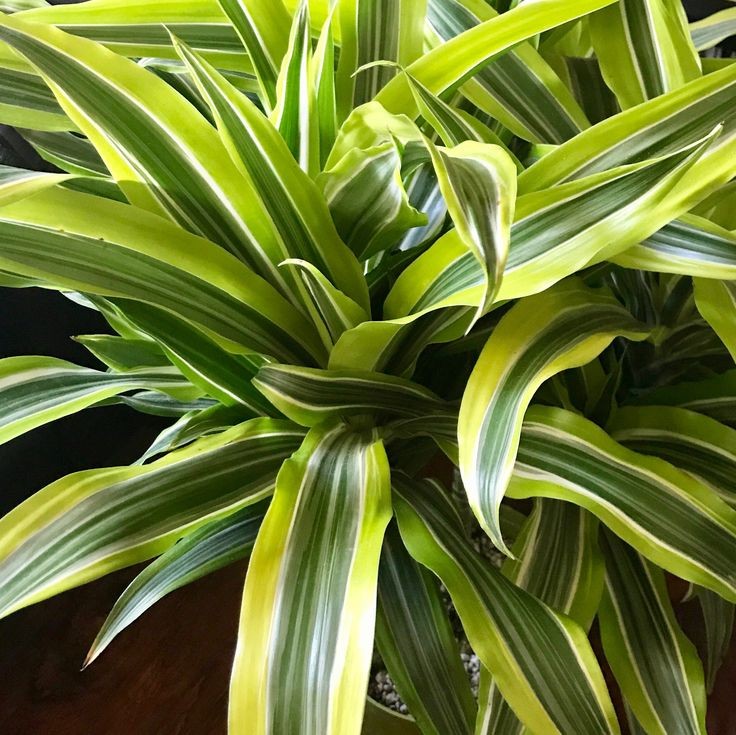 Dracaena lemon lime Tek Gövdeli 50-70 cm Üretim Saksılı