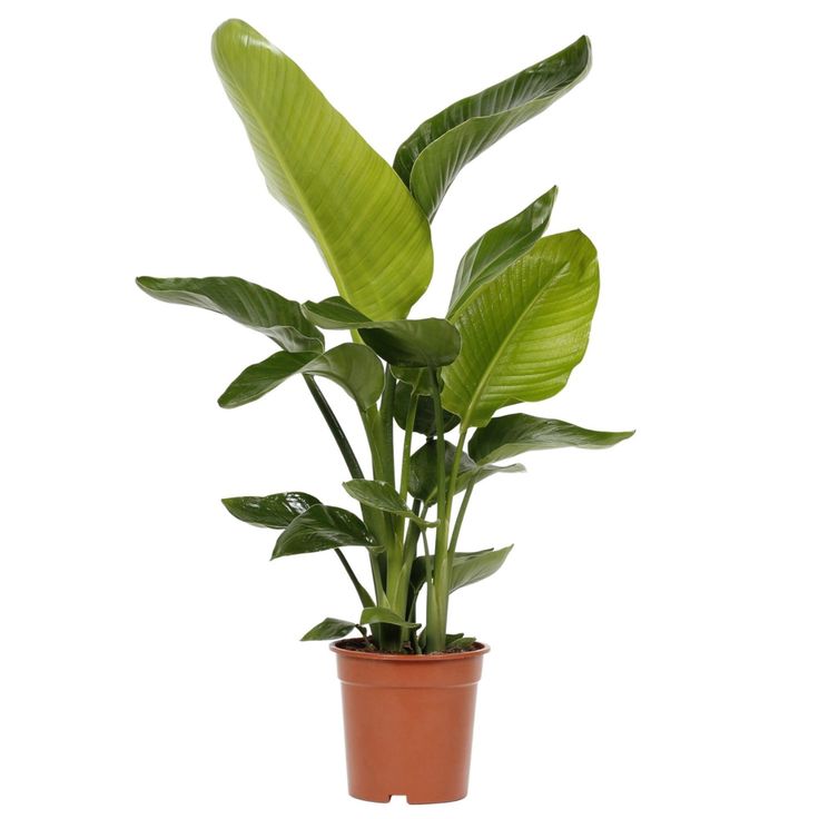 Starliçe (Strelitzia Nicolai) 3 Gövdeli 90- 110 cm Üretim Saksılı