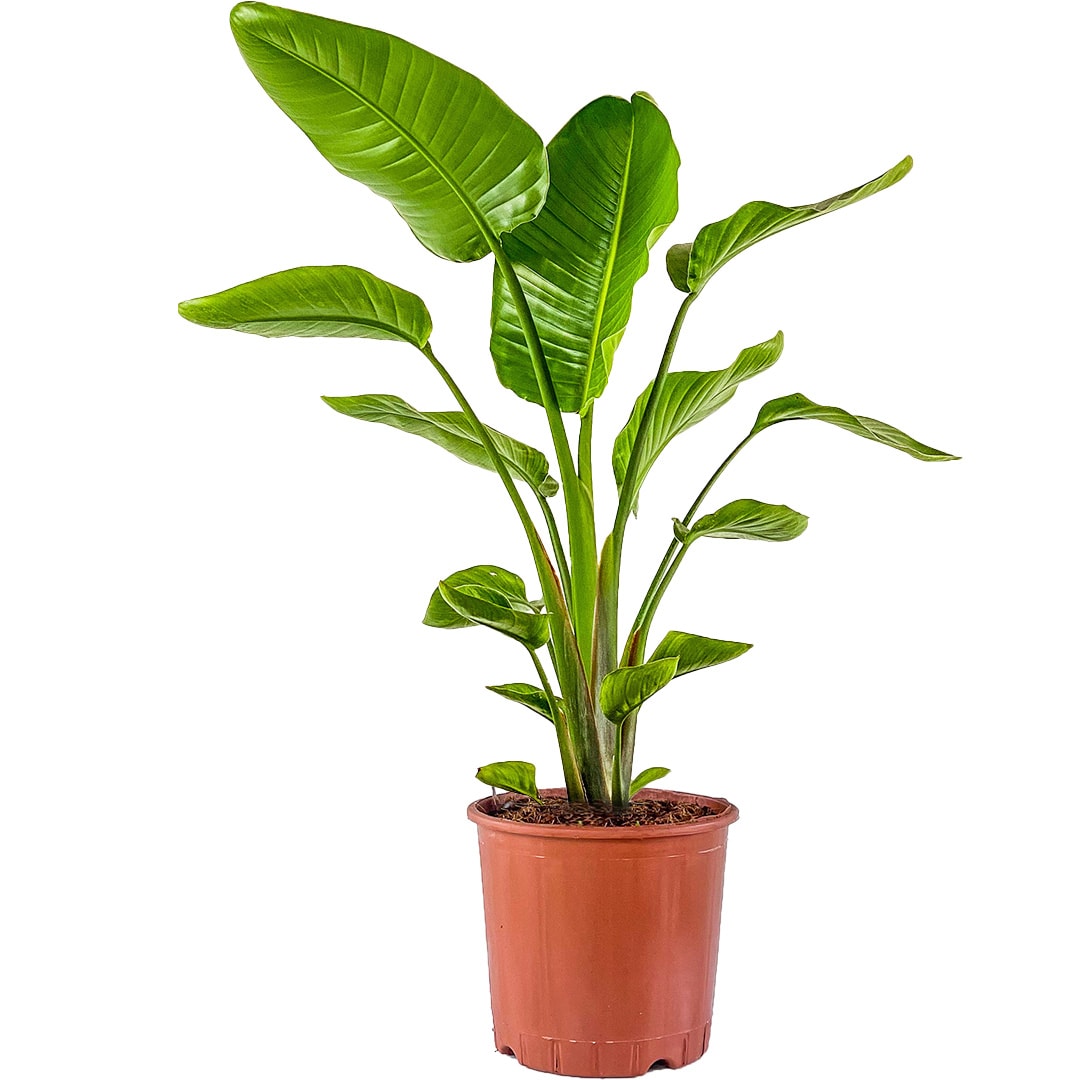 Starliçe (Strelitzia Nicolai) 60-80 cm Üretim Saksılı
