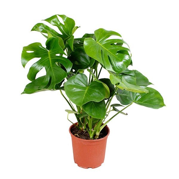 Deve Tabanı Bitkisi- Monstera Deliciosa 60-80 cm Üretim Saksılı