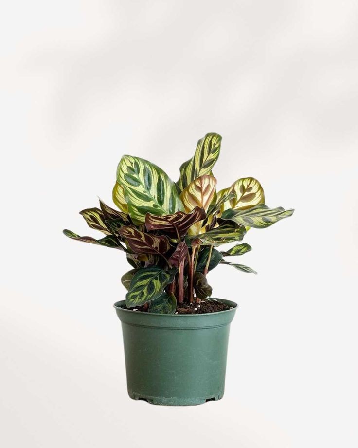 Dua Çiçeği (Calathea Makoyana) 45-50 cm Üretim Saksılı