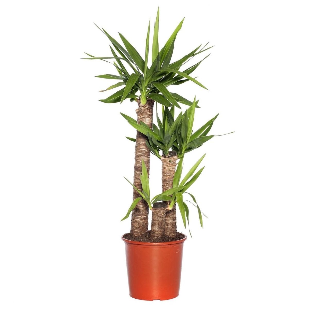 Yuka 3 Gövdeli (Yucca Massengena) 90-120 cm