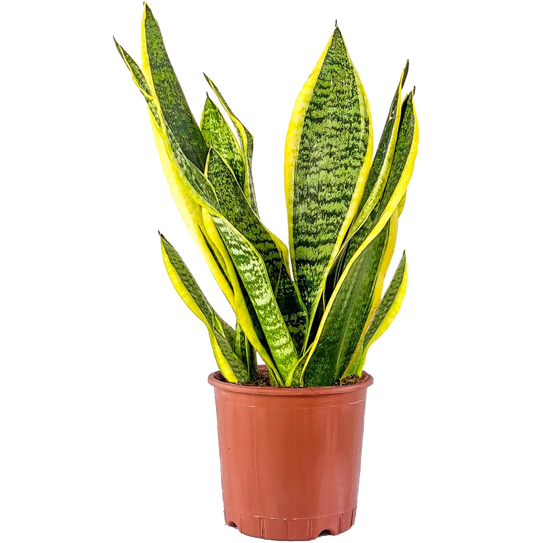 Paşa Kılıcı Mini (Sansevieria Gold Flame ) 30-40 cm Üretim Saksılı