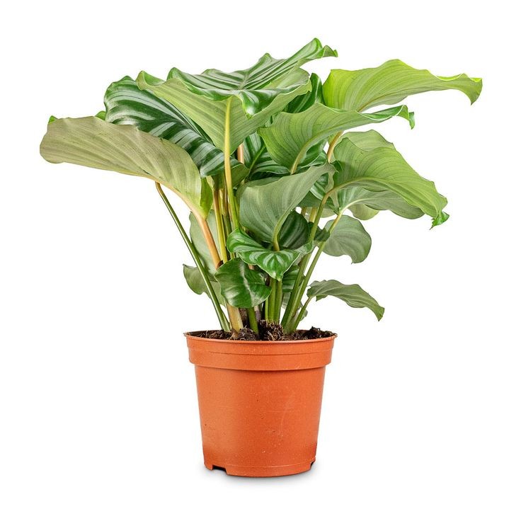 Kalatya (Calathea Orbifolia) 40-60 cm Üretim Saksılı