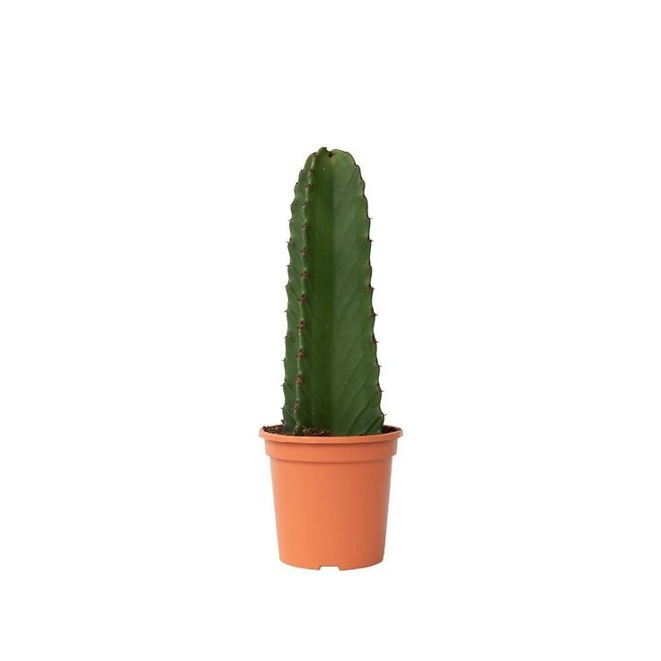 Kovboy Kaktüs-Dikensiz (Süt Ağacı - Euphorbia Ingens) 50-70 cm Üretim Saksılı