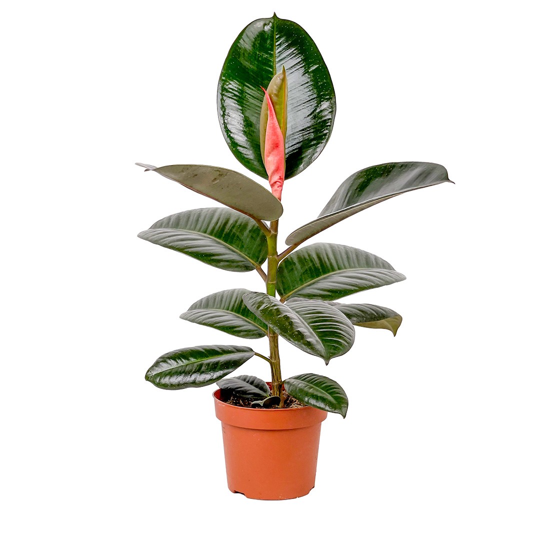 Kauçuk - (Ficus Elastica Robusta) 40-60 cm Üretim Saksılı
