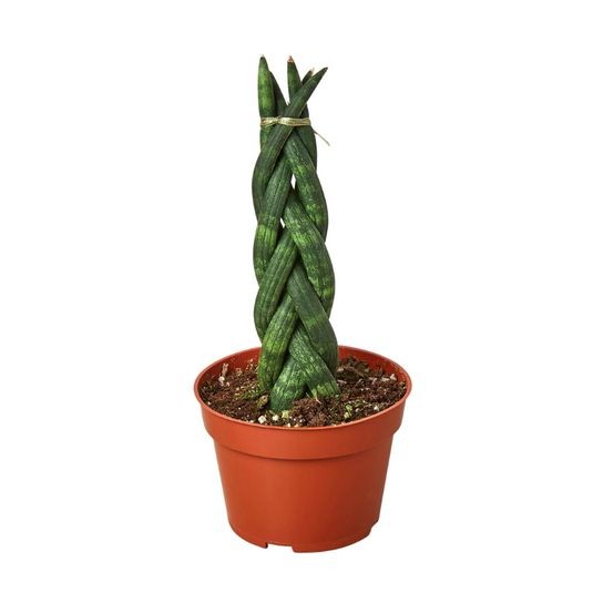 Örgülü Paşa Kılıcı 30-40 cm Üretim Saksılı