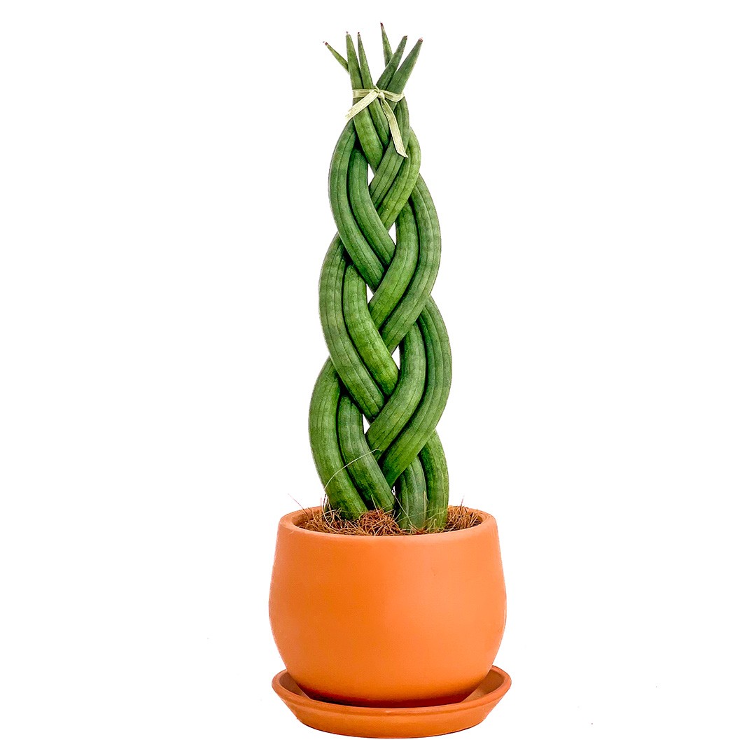 Örgülü Paşa Kılıcı 30-40 cm Üretim Saksılı
