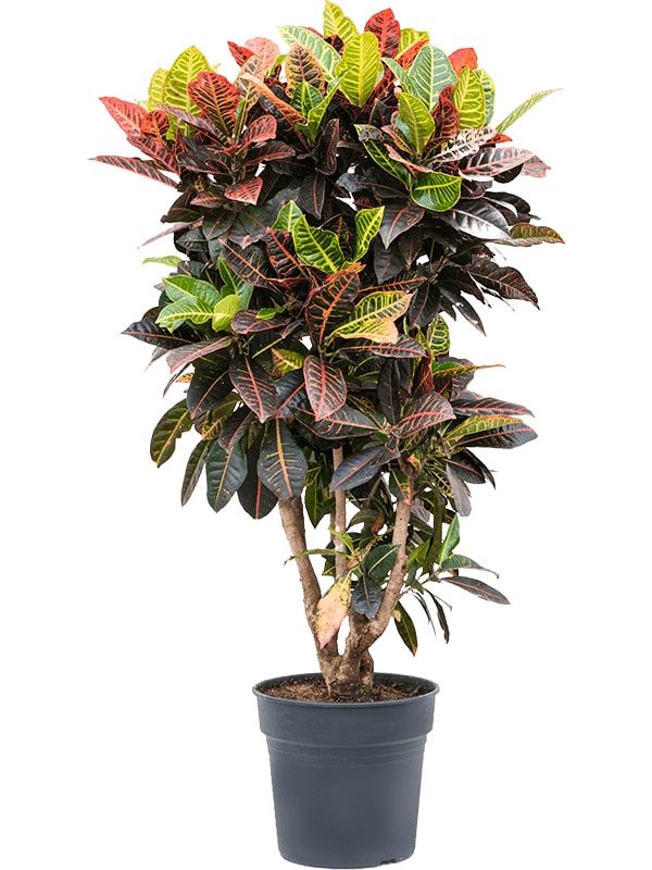 Kraton İceton XL( Croton iceton) Üretim Saksılı