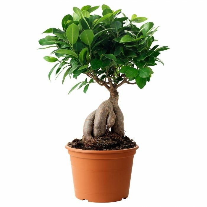 Bonsai Büyük (Ficus ginseng) Üretim Saksılı