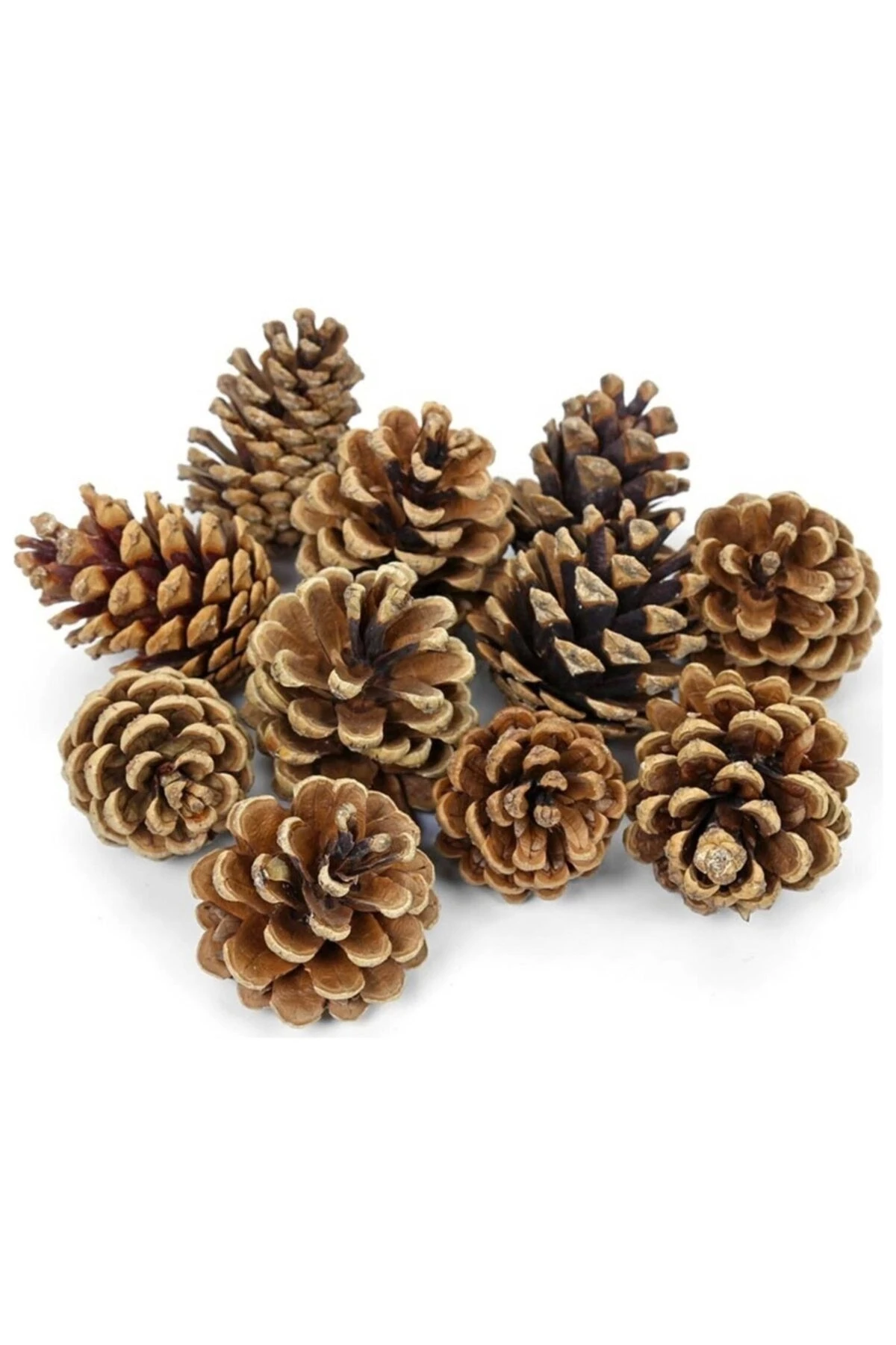 Dekoratif Doğal Çam Kozalağı Pinecone Kozalak 10 Adet