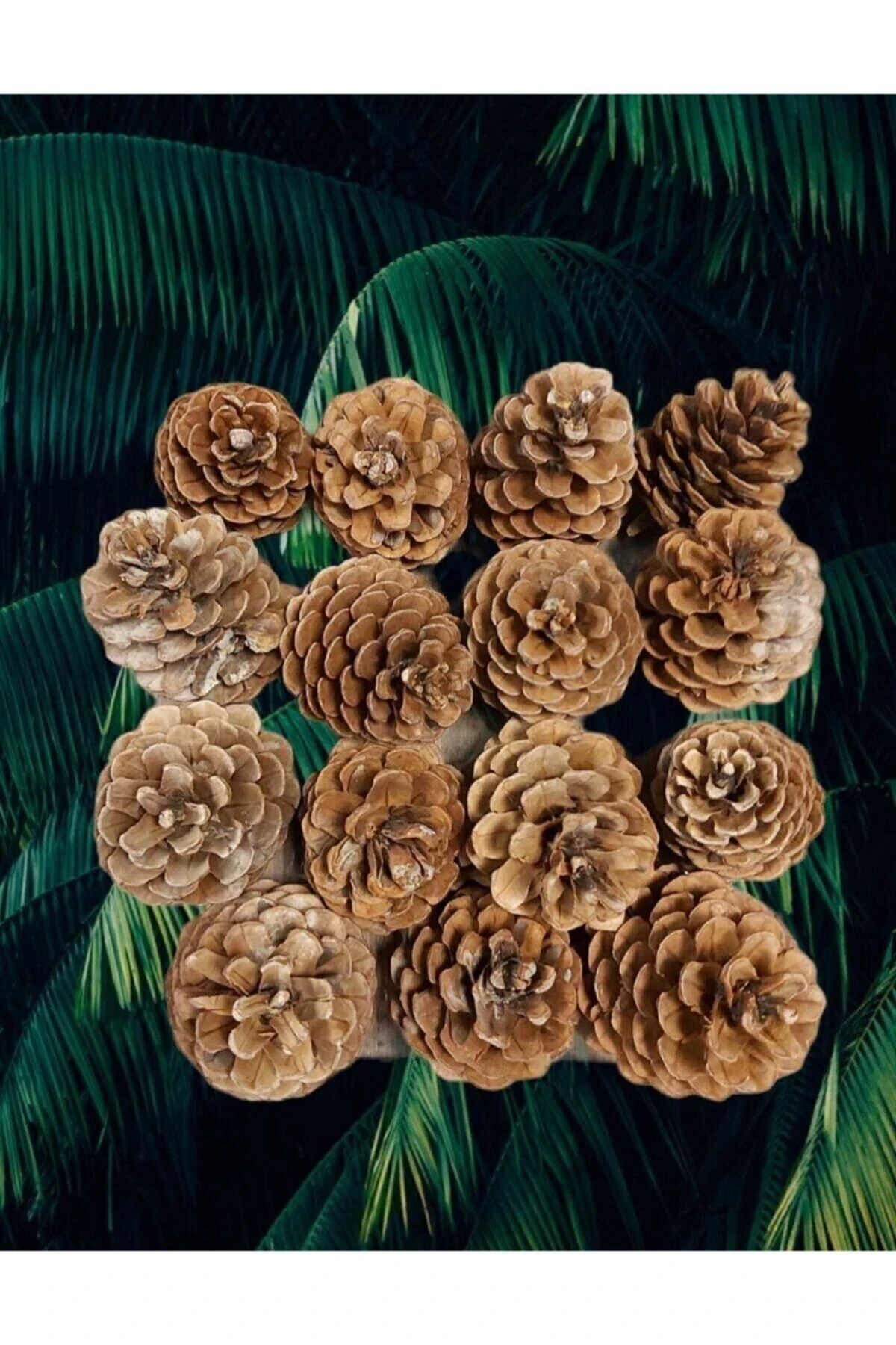 Çam Kozalağı 15 Adet Doğal Dekoratif Süs Kozalağı