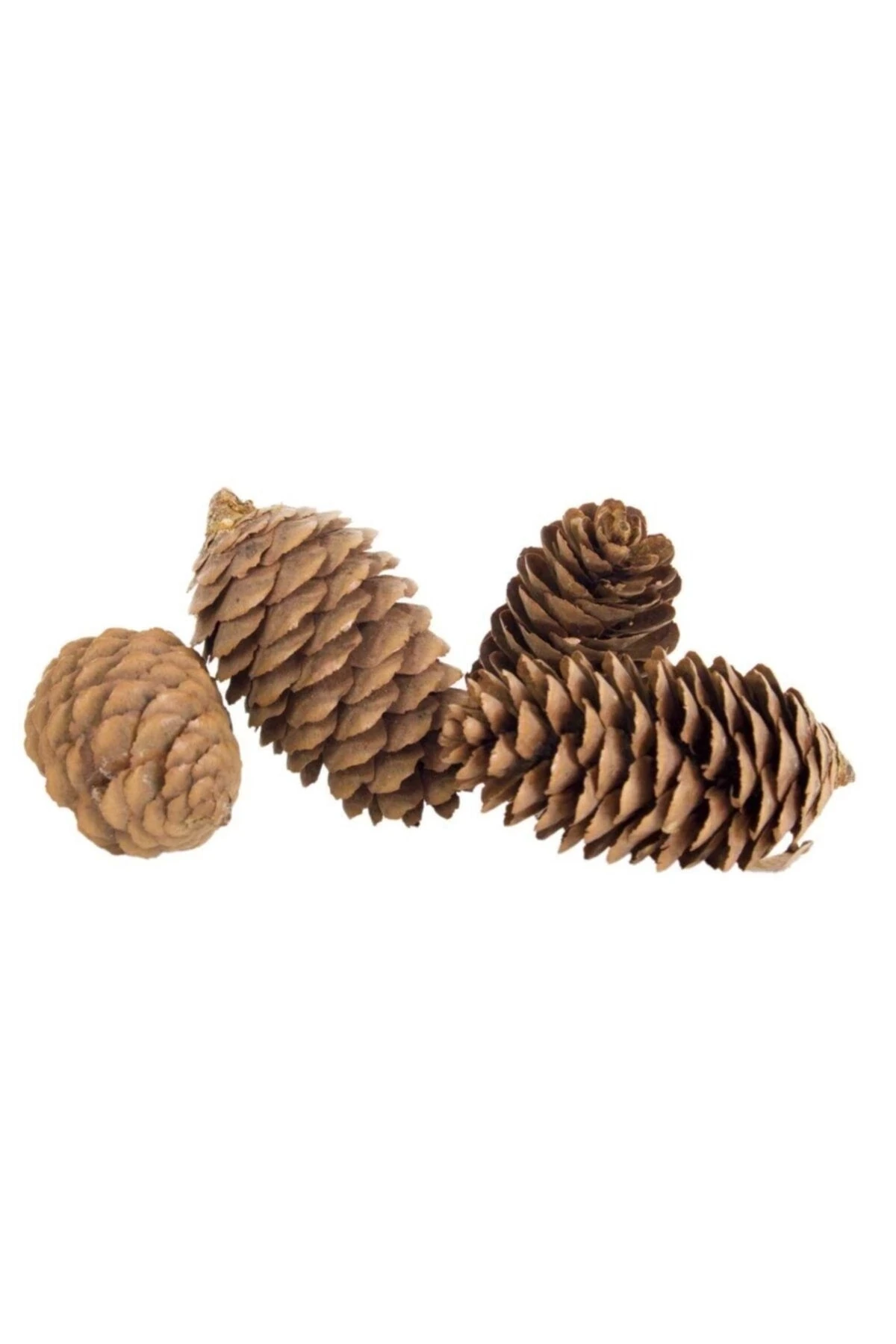 Dekoratif Doğal Çam Kozalağı Pinecone Kozalak 10 Adet