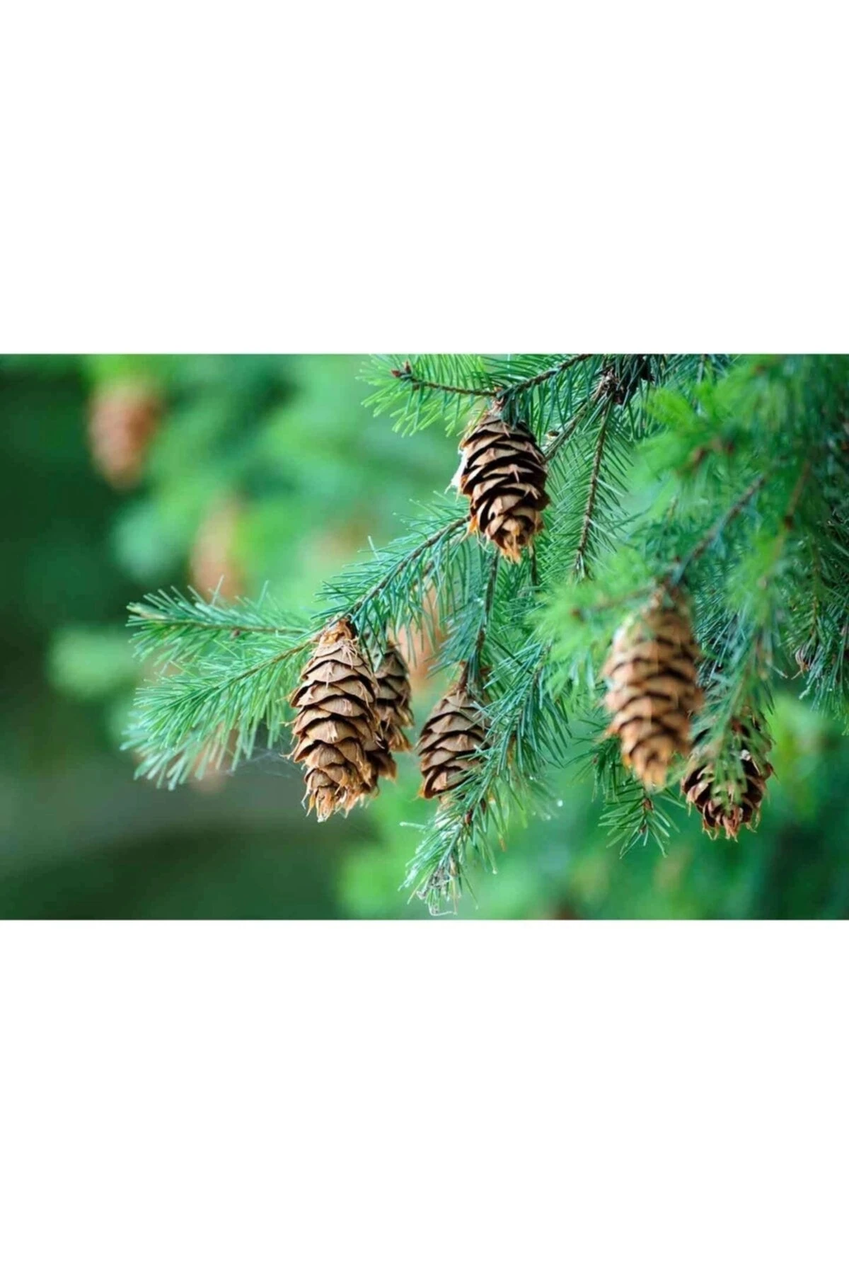 Dekoratif Doğal Çam Kozalağı Pinecone Kozalak 10 Adet