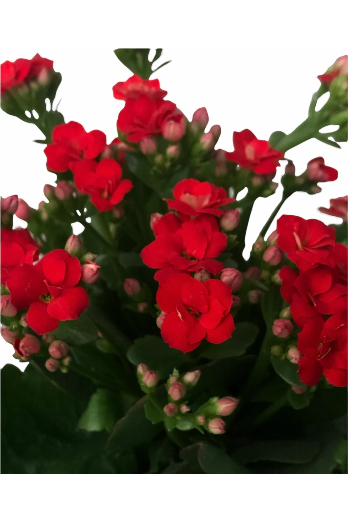 Kalanchoe Kırmızı (Kalanşo) 