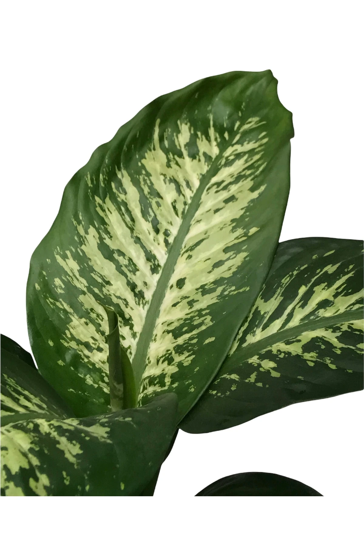 Difenbahya Tropik Snow (Difenbahya Tropik) 70-80 Cm