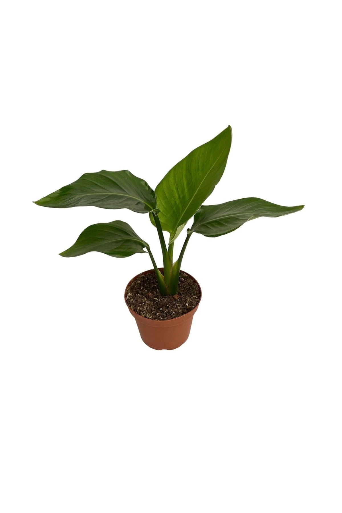 Starliçe Cennet Kuşu 30-50 Cm