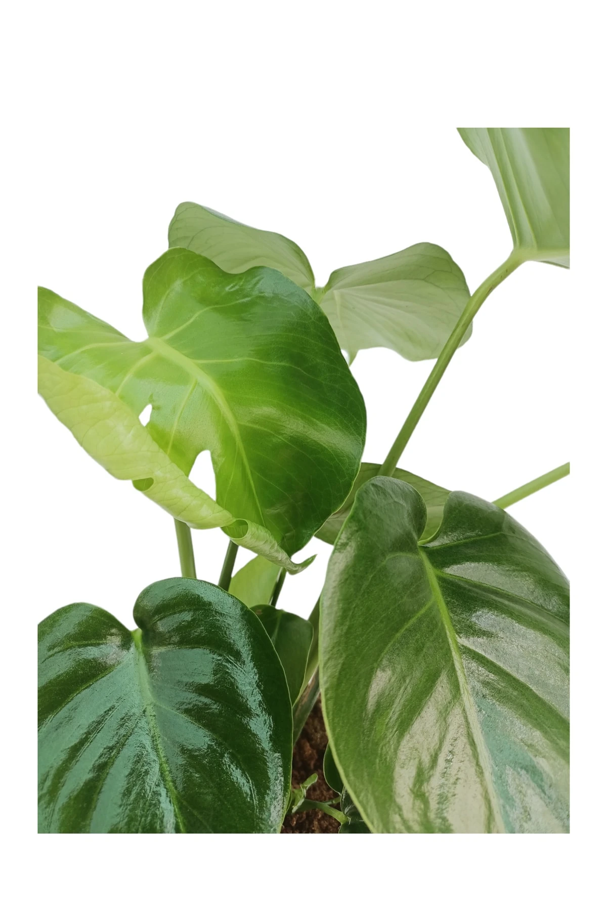 Monstera Deliciosa (Deve Tabanı) 