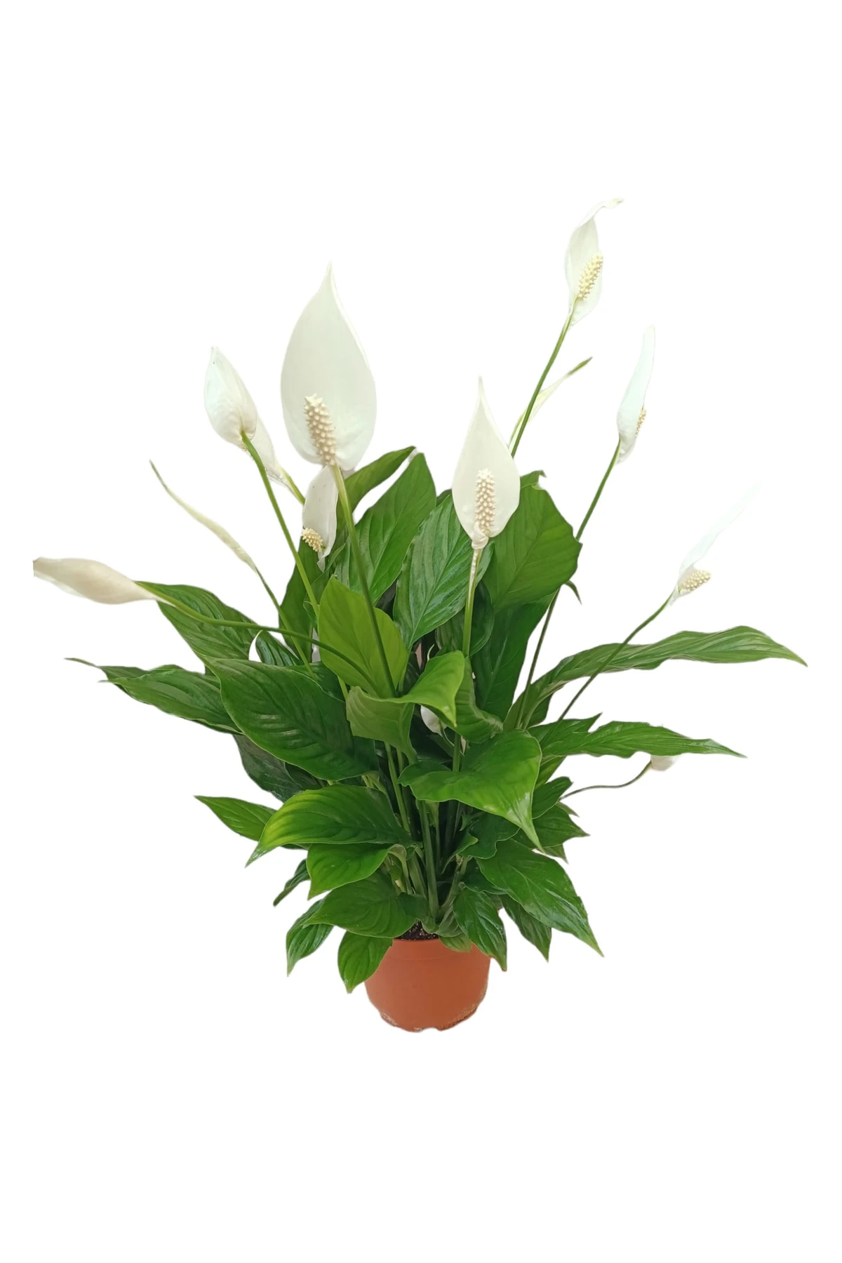 Spathiphyllum Çiçeği (Spatifilyum-Barış-Yelken) 