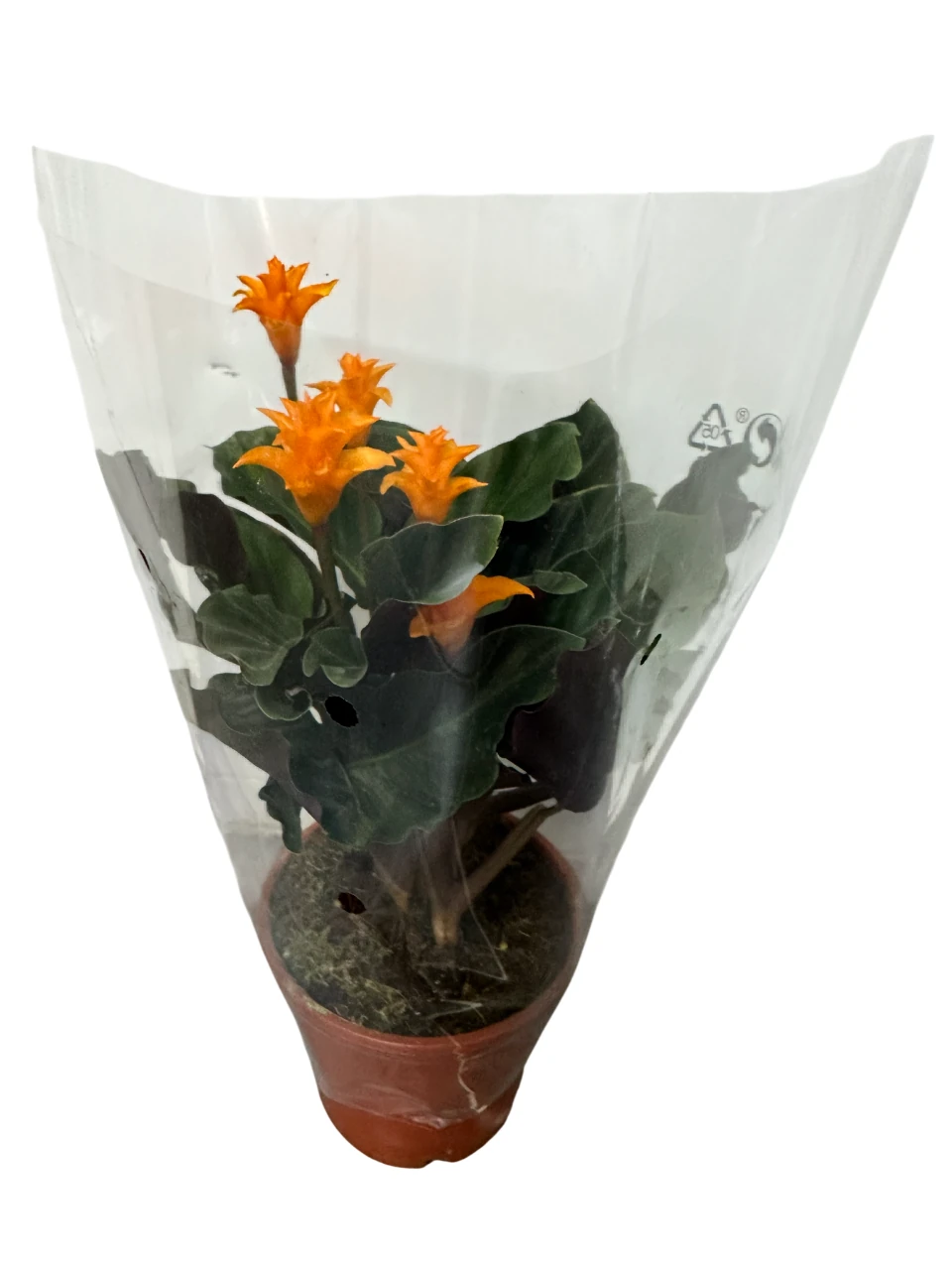 Calathea Crocata (Dua Çiçeği)