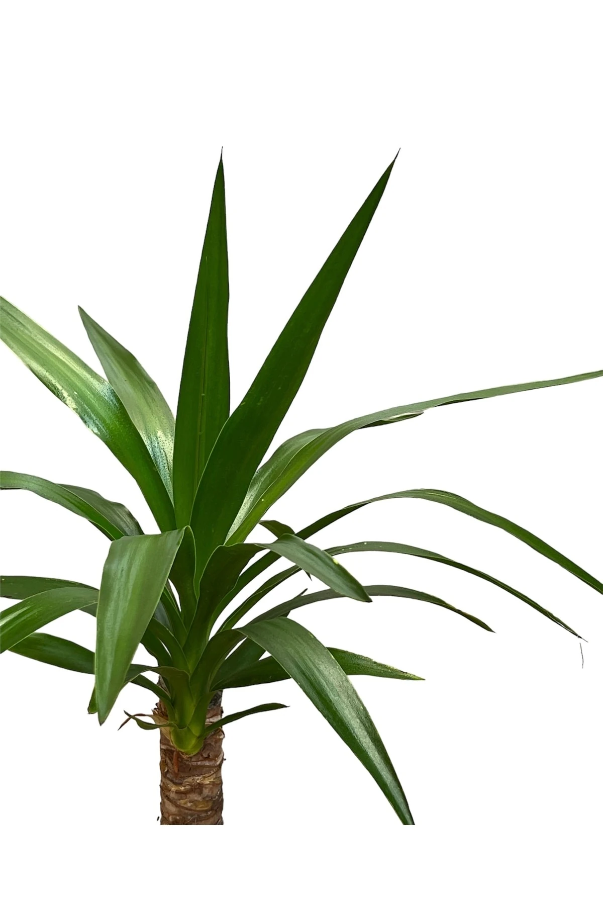 Yucca Tekli (Avize Çiçeği 40-60 Cm