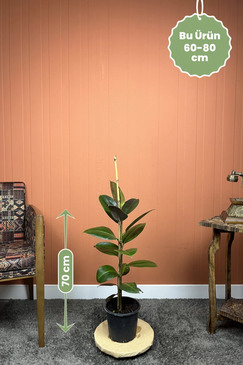Robusta Ficus elastica Kauçuk ürünü